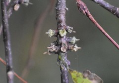 Celticecis celtiphyllia