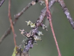 Celticecis celtiphyllia