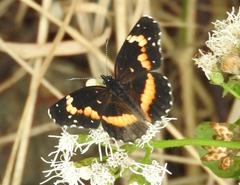 Chlosyne lacinia crocale