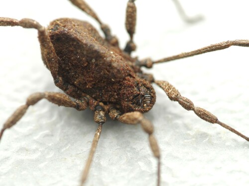 Representative image of Dicranolasma soerensenii