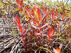 Leucopogon xerampelinus