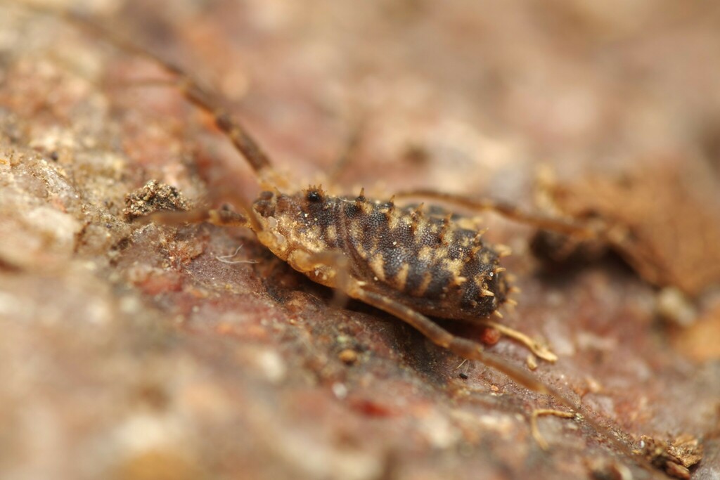 Homalenotus remyi