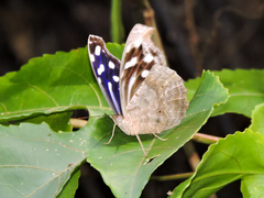 Myscelia cyaniris alvaradia