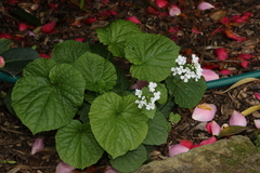 Pachyphragma macrophyllum