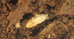 Carychium nipponense