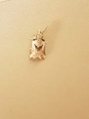 Harmologa amplexana