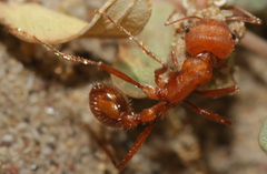 Pogonomyrmex maricopa