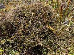 Coprosma neglecta
