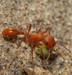 Pogonomyrmex maricopa