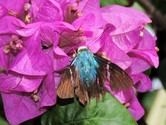 Astraptes fulgerator azul
