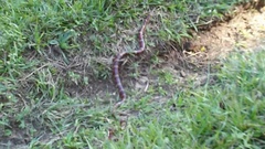 Lampropeltis annulata