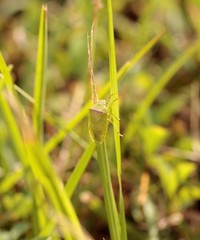 Piezodorus guildinii