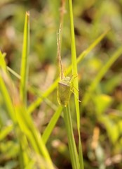 Piezodorus guildinii