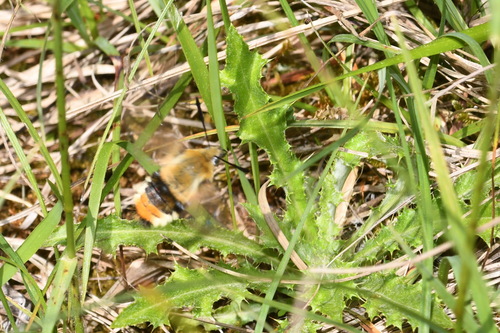 Hemaris tityus