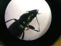 Megadromus antarcticus