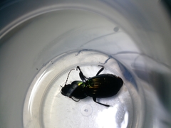 Megadromus antarcticus