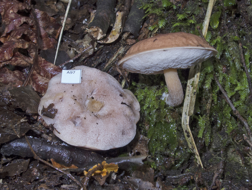 Fistulinella violaceipora image