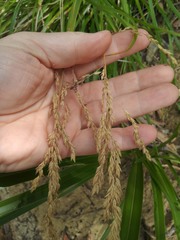 Poa anceps