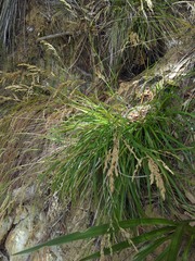 Poa anceps