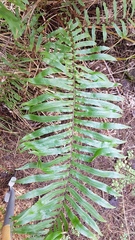 Blechnum novae-zelandiae