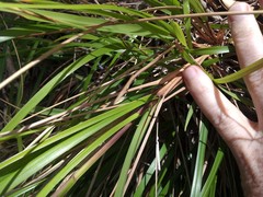 Poa anceps