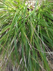 Poa anceps