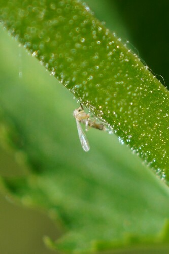 iNaturalist observation photo of Non-biting Midges