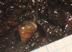 Trochomorphoidea