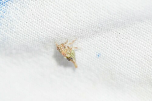 iNaturalist observation photo of Typical Treehoppers