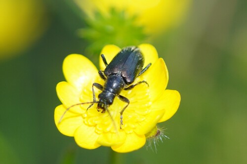 iNaturalist observation photo of Brachysomida californica