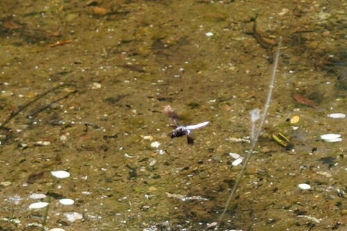 iNaturalist observation photo of Common Whitetail