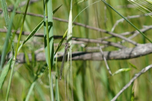 iNaturalist observation photo of Bluets