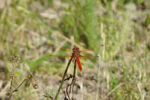 iNaturalist observation photo of Cardinal Meadowhawk