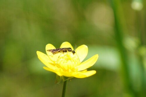 iNaturalist observation photo of Calameuta