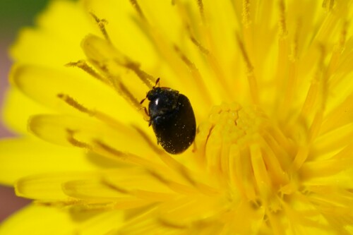 iNaturalist observation photo of Cryptorhopalum