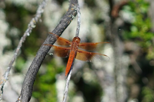 iNaturalist observation photo of Flame Skimmer