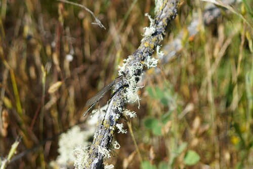 iNaturalist observation photo of Bluets