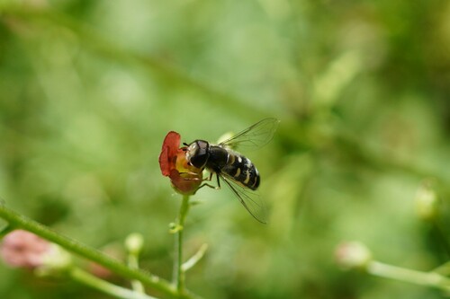 iNaturalist observation photo of White-bowed Smoothwing