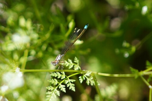 iNaturalist observation photo of Pacific Forktail