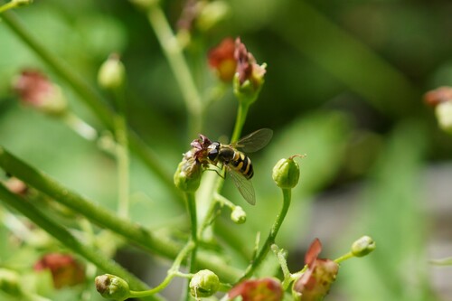iNaturalist observation photo of Western Aphideater