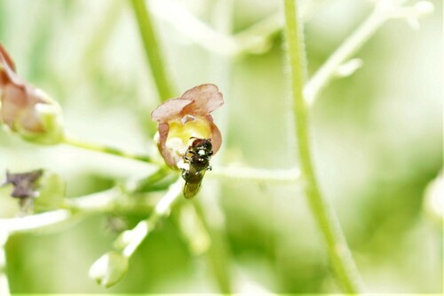 iNaturalist observation photo of Bees