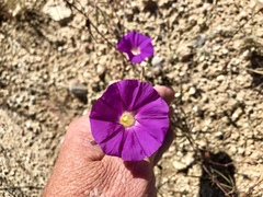 Ipomoea ternifolia leptotoma