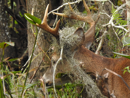 White-tailed Deer photographed in Louisiana