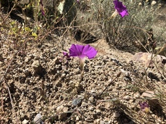 Ipomoea ternifolia leptotoma