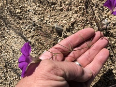 Ipomoea ternifolia leptotoma