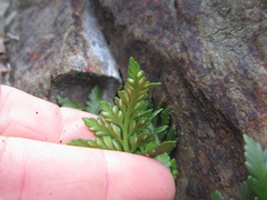 Asplenium appendiculatum maritimum