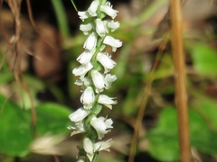 Spiranthes triloba