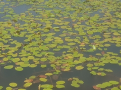 Potamogeton australiensis