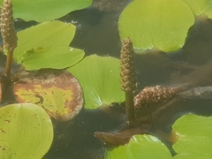 Potamogeton australiensis