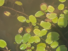 Potamogeton australiensis